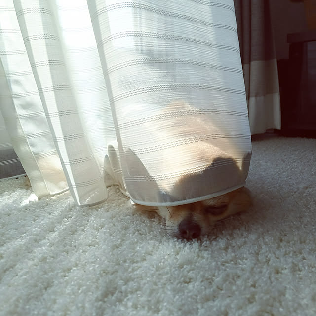 kojikojiさんの実例写真