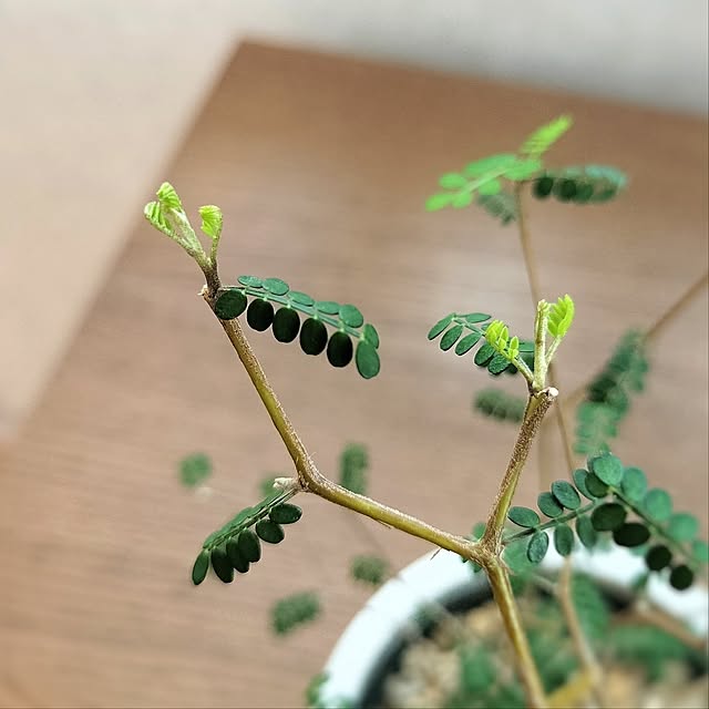 pecoさんの部屋