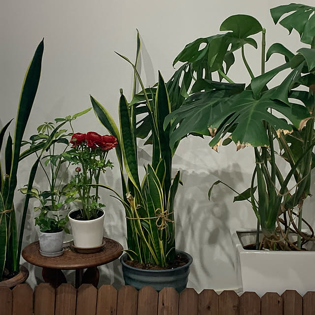 アンティーク/カフェ風/北欧/観葉植物/多肉植物...などのインテリア実例 - 2023-02-20 21:17:53