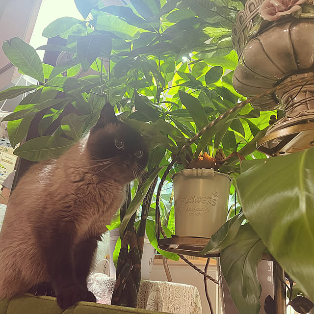 Nylさんの実例写真