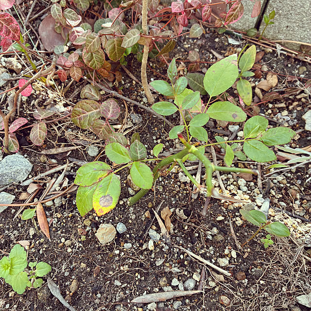 ayayayayaさんの部屋