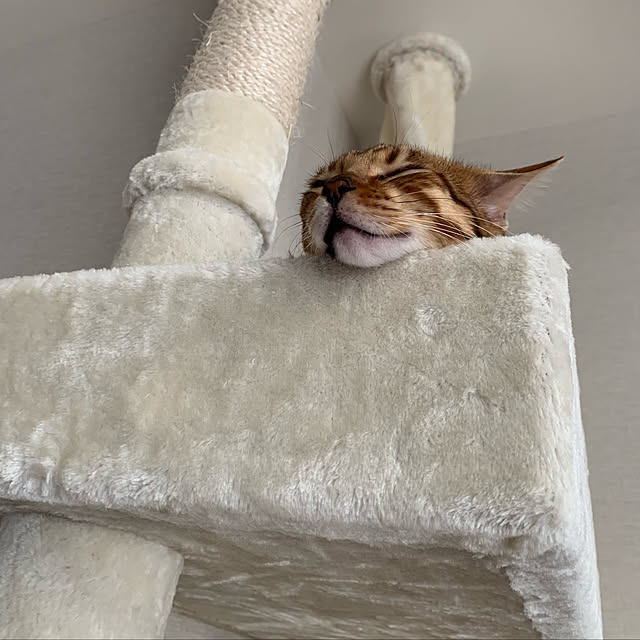 toluckyさんの実例写真