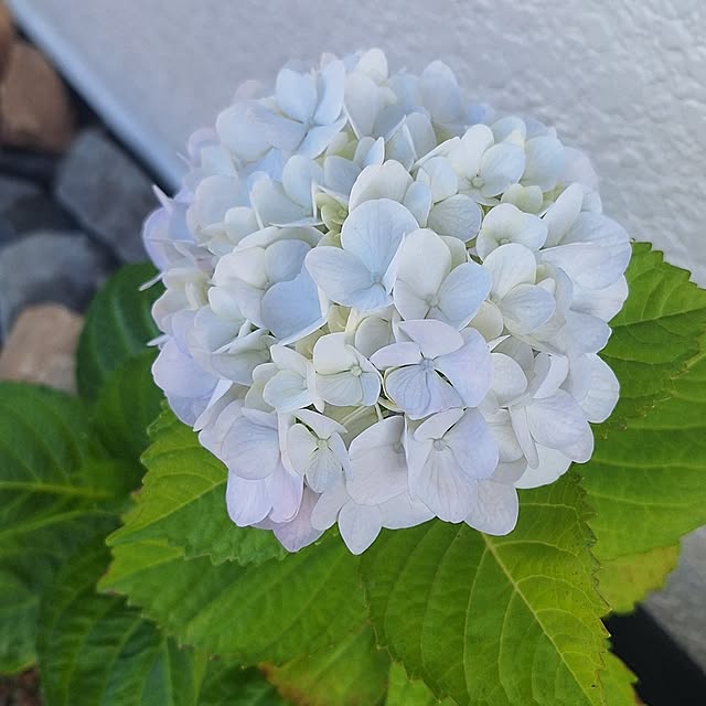 hanapanさんの部屋