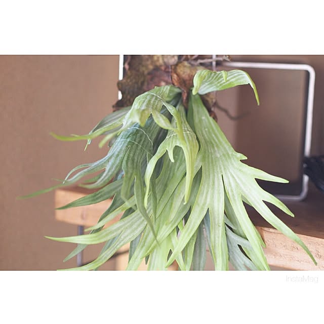 Chihiroさんの実例写真