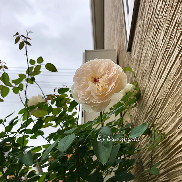 Buaさんの実例写真
