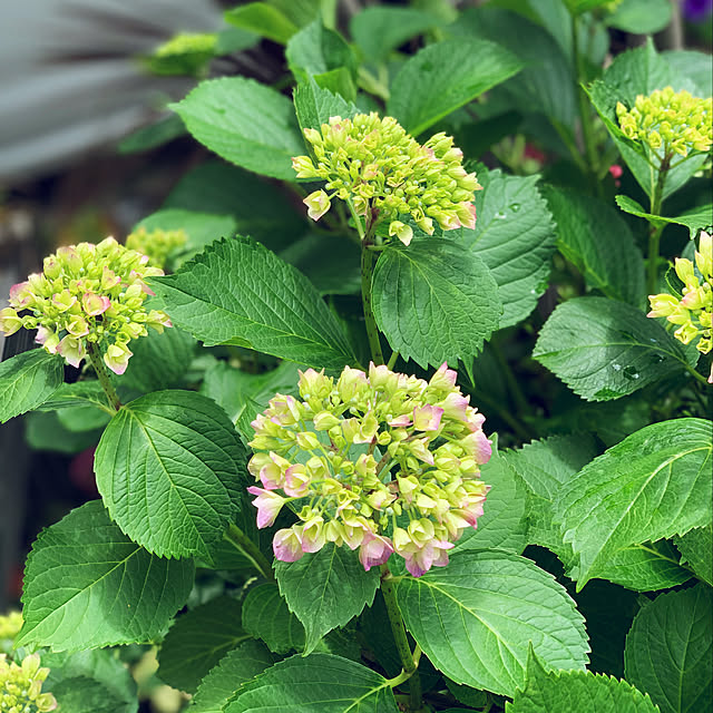 yukarin-gardenさんの実例写真