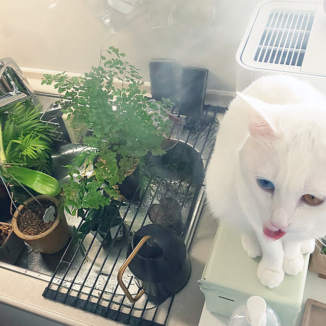 necoさんの実例写真