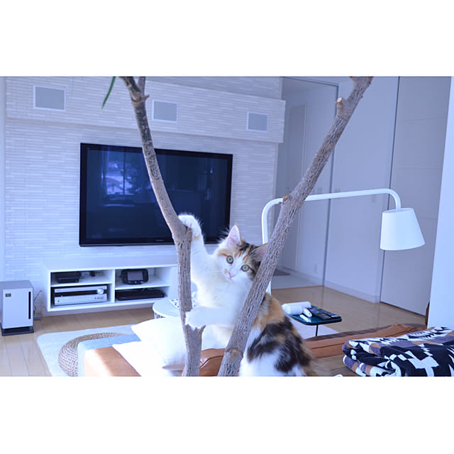kiichigoさんの実例写真