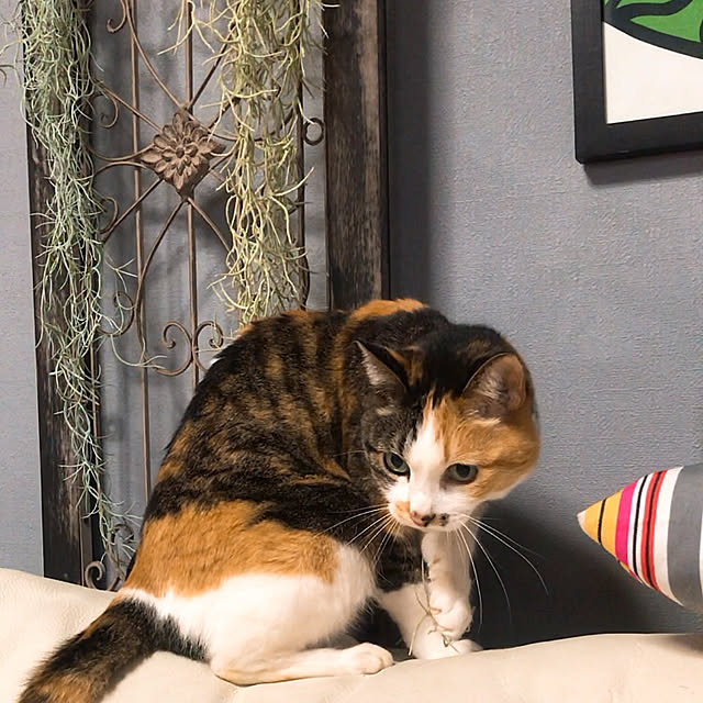 nyanko-beamさんの実例写真