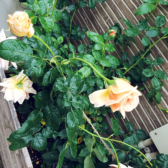 mimi828さんの実例写真