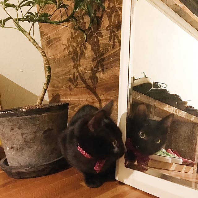 kayuraさんの実例写真