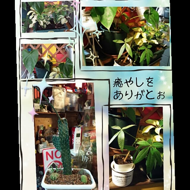 Sayaさんの実例写真