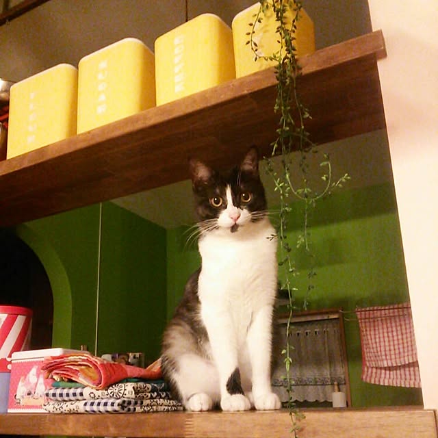 実例写真