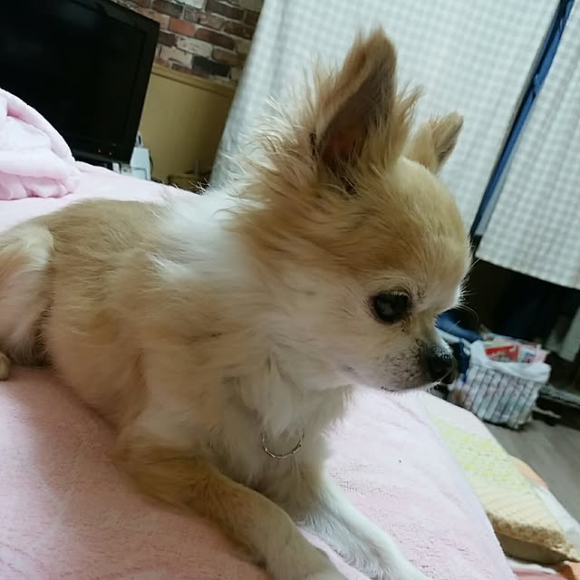 sasukeさんの実例写真