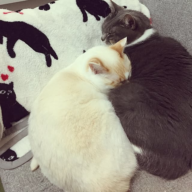 toufuさんの実例写真
