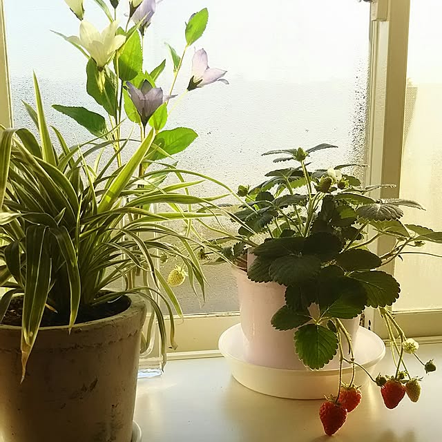 naopyiさんの実例写真