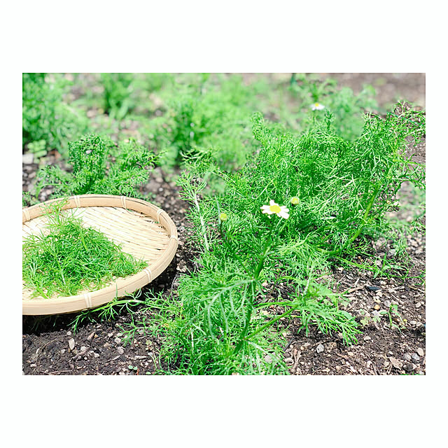 Herb garden/ハーブガーデン/ハーブのある暮らし/賃貸/植物のある暮らし...などのインテリア実例 - 2022-07-20 09:53:56