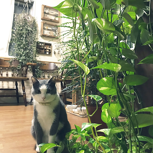 mucc08さんの実例写真