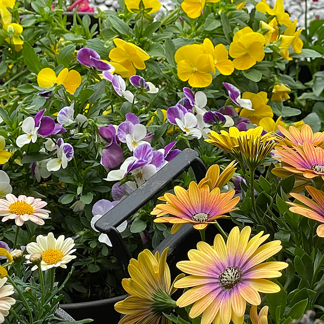 namecoさんの部屋