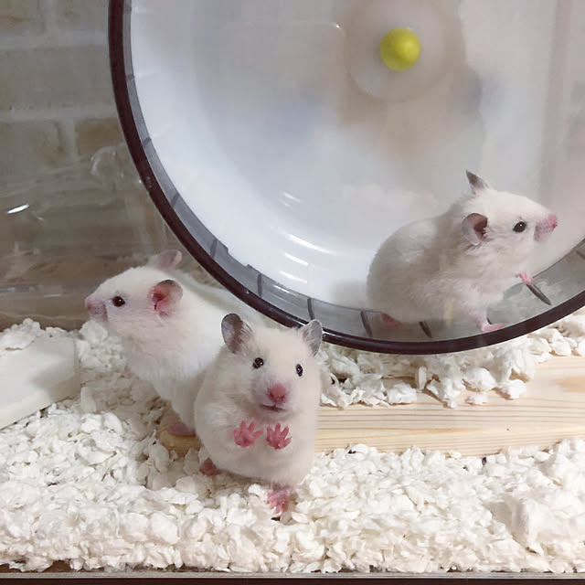 emiさんの実例写真