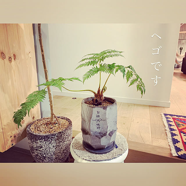 Shiguさんの実例写真