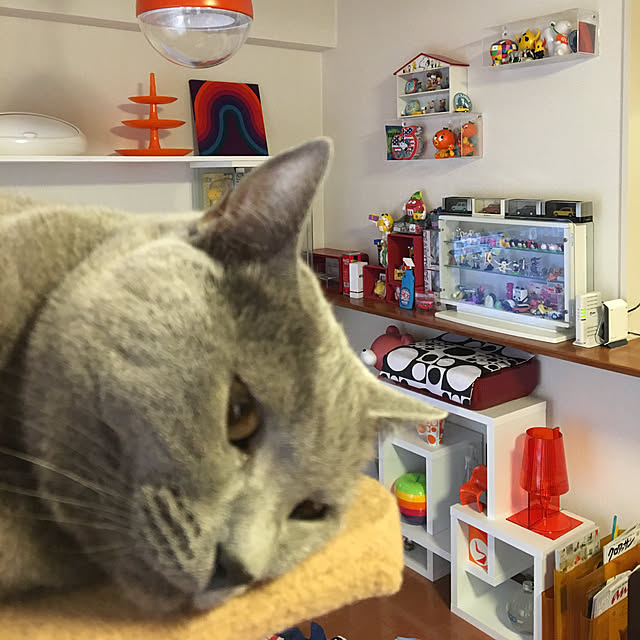 ikettenさんの実例写真