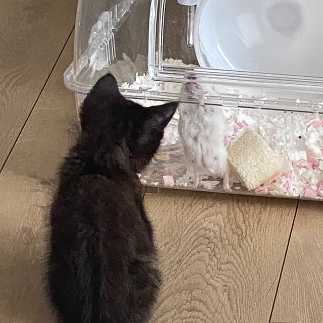 okapiさんの部屋