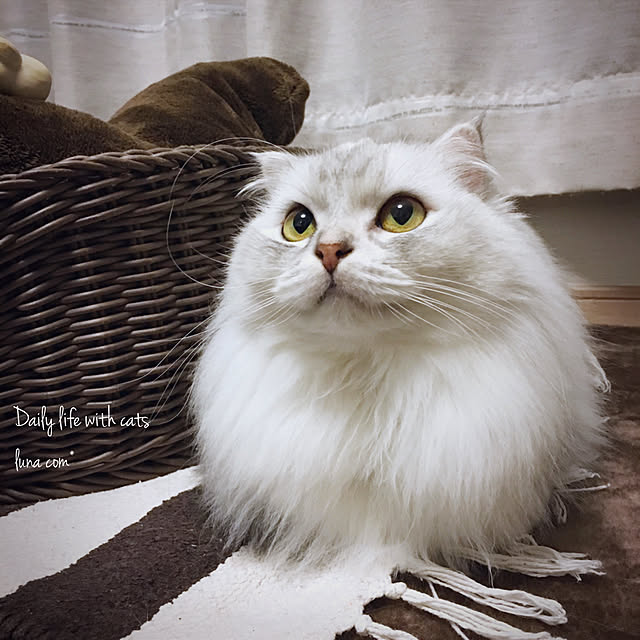 luna.comさんの実例写真