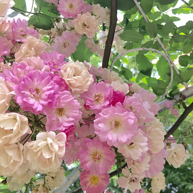 Naomiさんの実例写真