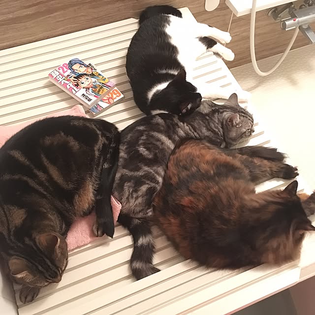 mikomaruさんの実例写真