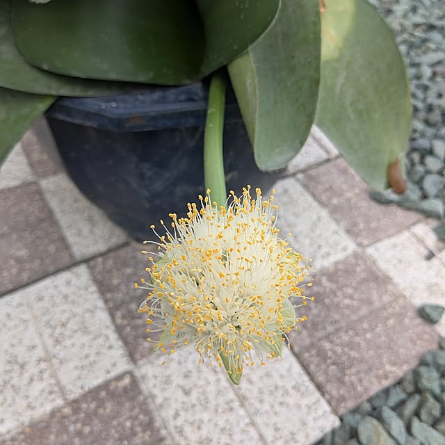 machikomamaさんの部屋