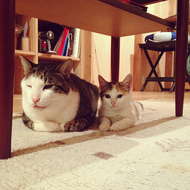 tunnelhouseさんの実例写真