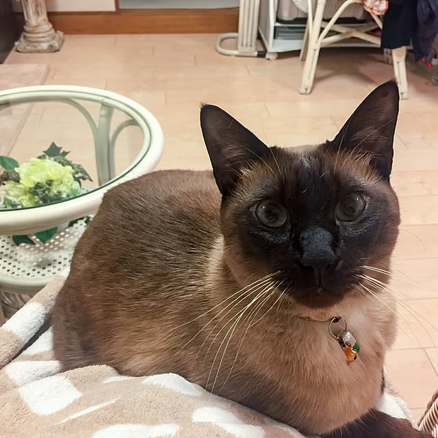 dodoさんの実例写真