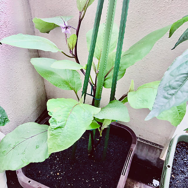 hanachanさんの部屋