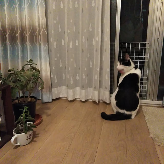 futukoさんの実例写真