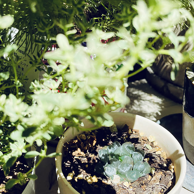 castellan1123さんの部屋