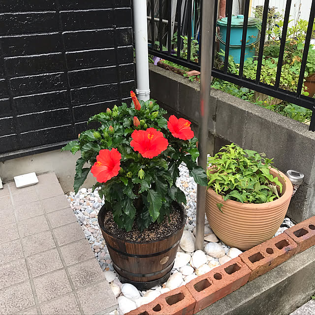 棚のインテリア実例 - 2019-07-24 22:51:15