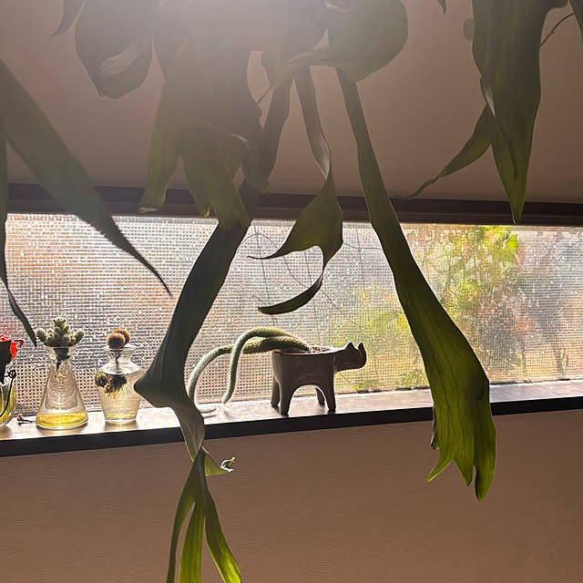 greycatsさんの部屋
