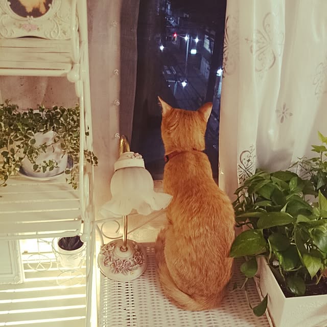 fu-ka24さんの実例写真