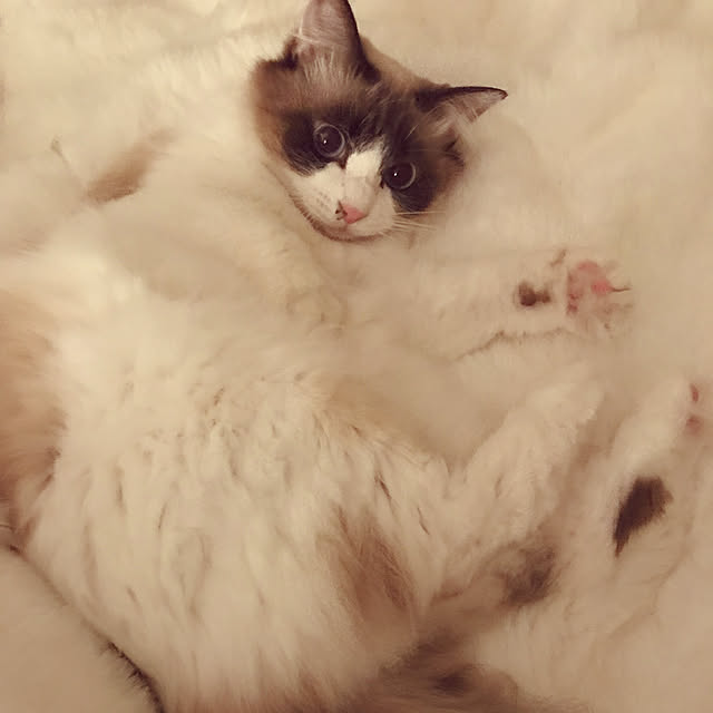 gingerwynksさんの実例写真