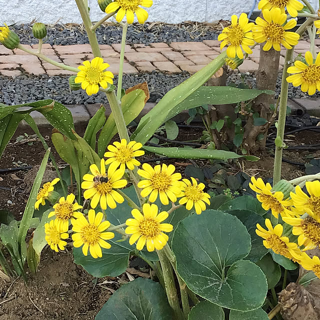 houenさんの部屋