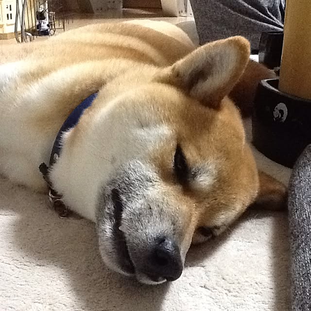 kotaさんの実例写真
