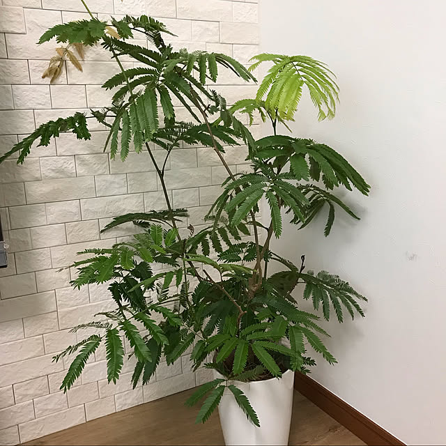 ukikohaさんの実例写真