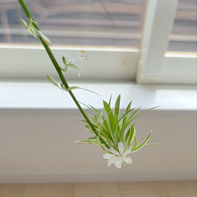 RAKI_Homeさんの実例写真