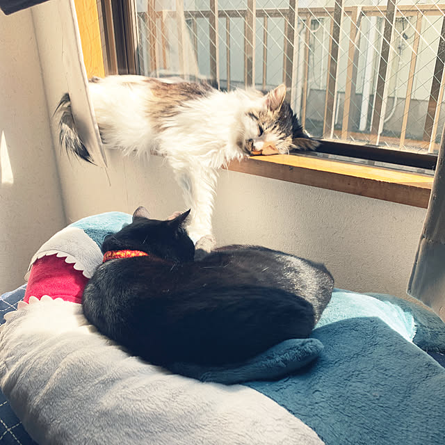 miao-kinさんの実例写真