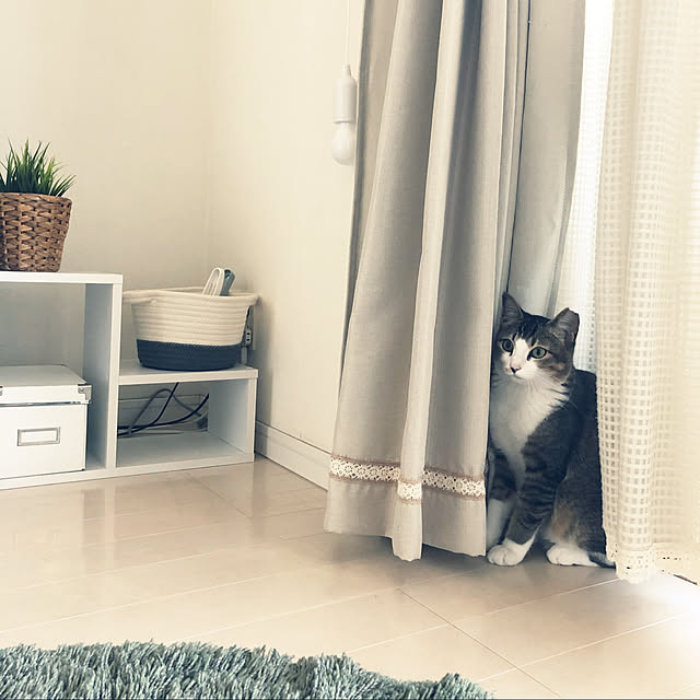 nekomiさんの実例写真