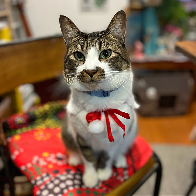 jijiさんの実例写真