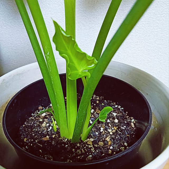 hanachanさんの部屋