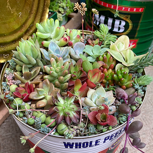 多肉寄せ植え 乙女心のインテリア実例 | RoomClip(ルーム 多肉寄せ植え 乙女心のインテリア実例 | RoomClip(ルーム
