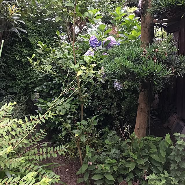 naokazuさんの実例写真